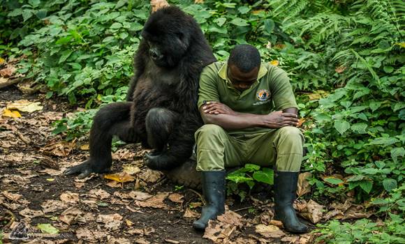 A gorilla azt látta, hogy gondozója szomorú, nézd meg, mit tett ezután! Hihetetlen!