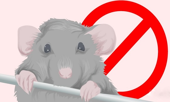 9 trükk, ami távol tartja az egereket az otthonodtól!
