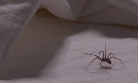 A hideg is kiráz a pókoktól? Mutatjuk, hogyan űzheted ki az ágyadból őket!