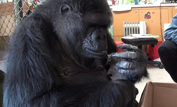 Ezt a gorillát két új kis baráttal lepték meg szülinapjára. A reakciója egyszerűen csodás!