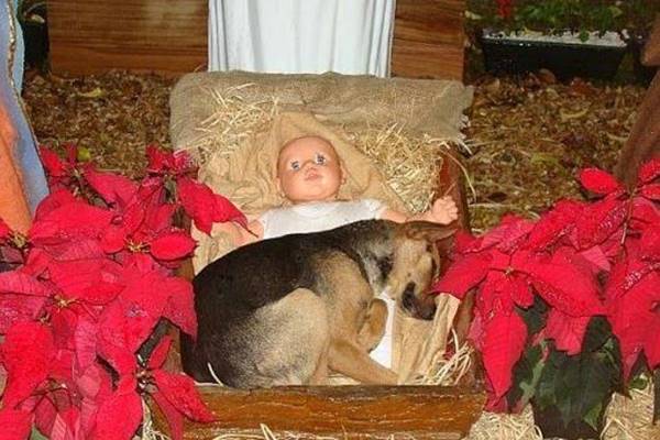 Igazi karácsonyi csodáról van szó! A kóbor kutya a kis Jézus jászlába bújik melegedni, ami ezután történik igazán szívmelengető