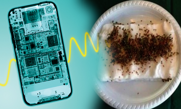 Diákok egy zseniális kísérlettel mutatták be a Wi-Fi hullámok veszélyességét!
