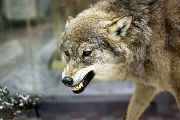 Durva videó, ezt művelte a vadásszal a halottnak hitt farkas - VIDEÓ