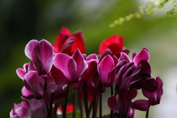 Gyönyörű ciklámen. Cserepes virágot is vehetsz Anyák napjára, ha azt akarod, hogy sokáig nézegethesse anyukád! Hirmagazin.eu