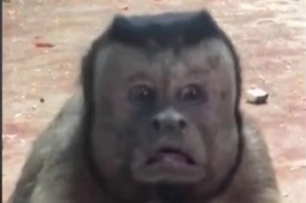 Ijesztő látvány az állatkertben, lefotózták az emberarcú majmot