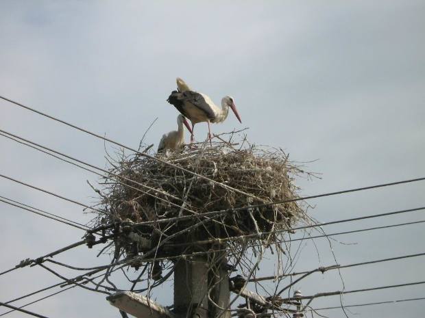 Biztonságosabbá teszi a hazatérő fehér gólyák fészkeit a Kiskunsági Nemzeti Park. Hirmagazin.eu