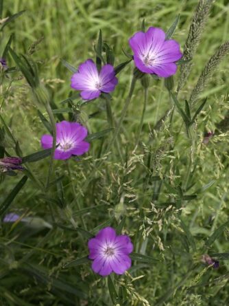 vetési konkoly, wikipedia,