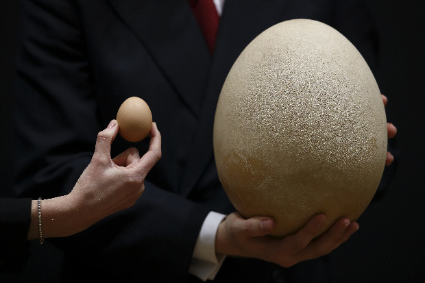Most közölték a tudósok: hátborzongató, amit a tojásban találtak