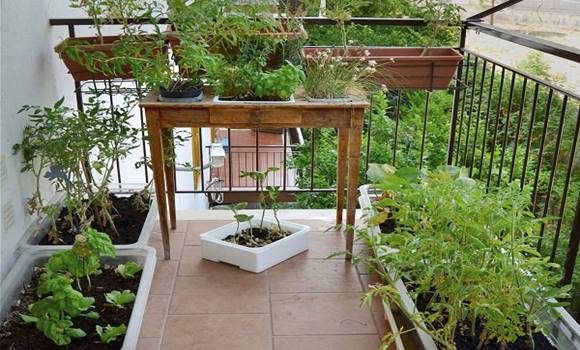 10 fűszernövény, amit nyugodtan termeszthetsz balkonládában, az erkélyeden vagy párkányodon!