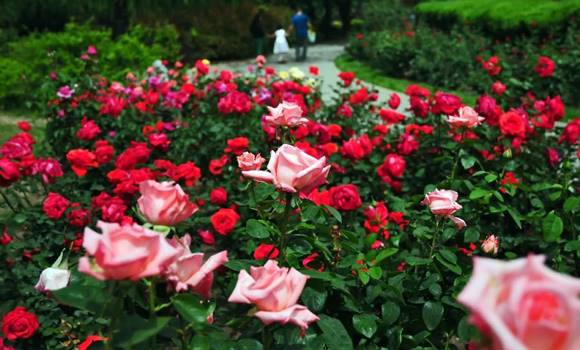 Próbáld ki ezt az 5 trükköt és kétszer annyi virág lesz a rózsáidon, ami egész nyáron kitart majd!
