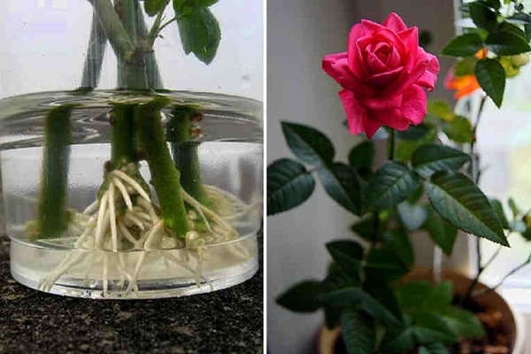 Zseniális ötlet! Így csinálj egy csokor rózsából hatalmas rózsa ültetvényt!