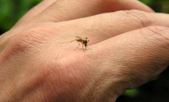 5 betegség, amit egy szúnyogcsípéssel elkaphatsz! Tudtál róla?
