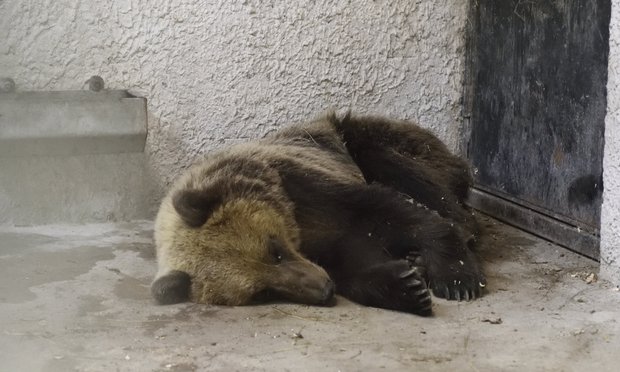 Ma dől el a "magyar" medve sorsa: így várja az ítéletet a Szegedi Vadasparkban