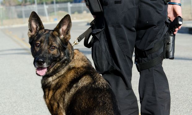 Elképesztő hőstett: kutya mentette meg a terroristáktól a csapatot