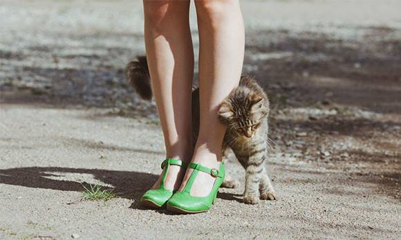Tudod, hogy a macskák miért dörgölőznek a lábadhoz? Ha nem, ez a cikk nagyon érdekes dolgot árul majd el neked!