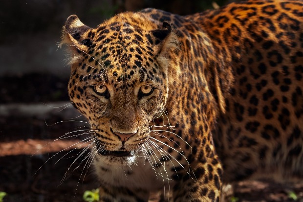 Vérfagyasztó, így lépett meg a jaguár az állatkertből