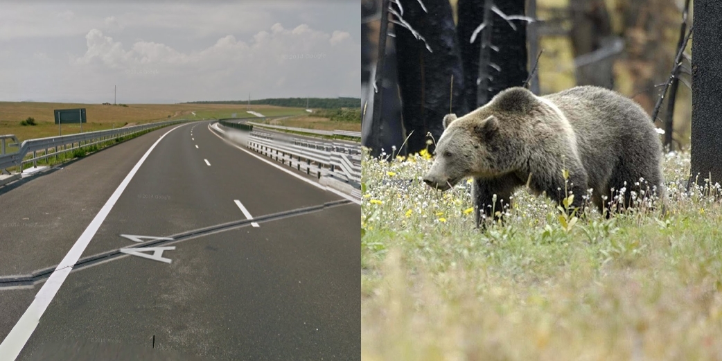 Egyszer csak ott termett egy medve – elgázolták a román autópályán