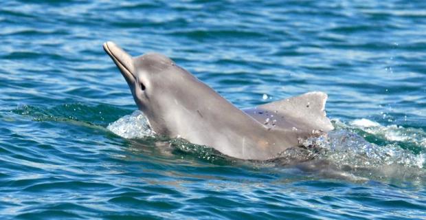 Kanos delfin tartja rettegésben a fürdőzőket egy francia tengerparton