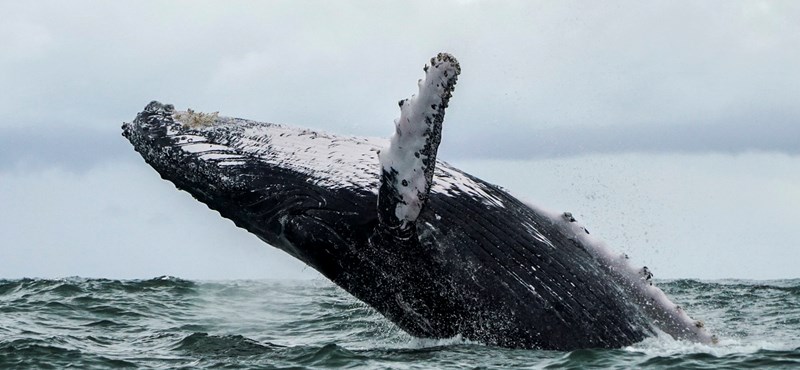 35 tonnás bálnatetemet sodort partra a tenger Belgium partjainál 1
