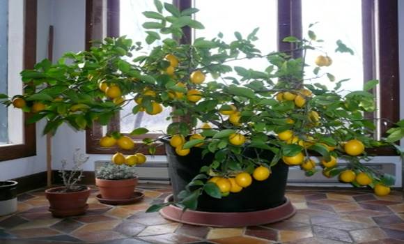 Így termessz citromfát a szobádban!