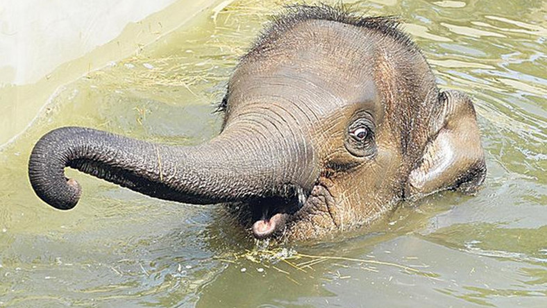 Drámai: elpusztult a budapesti állatkert sztárja, Asha, a kiselefánt