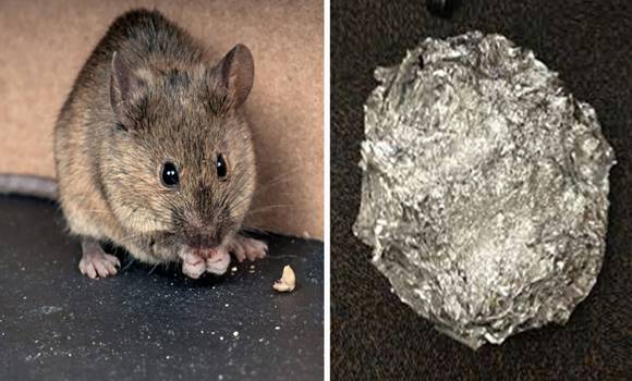 Íme egy trükk, amivel távol tarthatod az egereket és a patkányokat az otthonodtól!