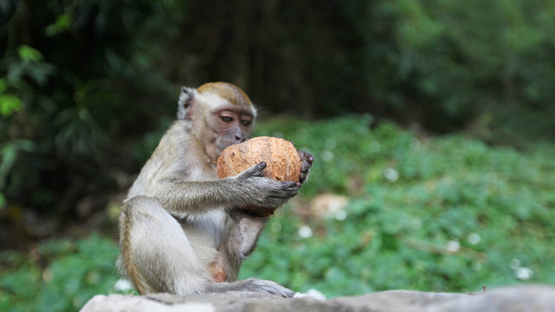 Tragikus: majomtámadás áldozata lett egy csecsemő
