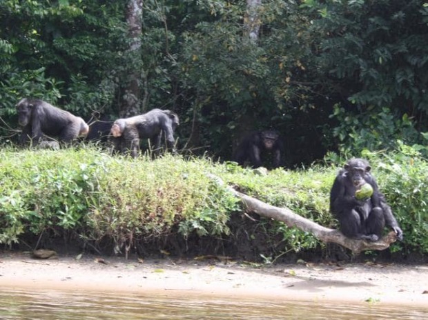 Emberevő kísérleti majmok foglalták el a szigetet, a helyiek rettegnek