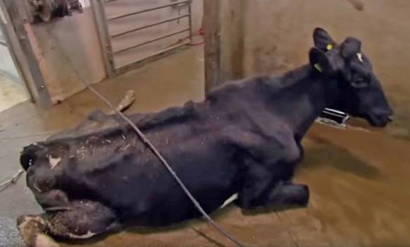 Leleplező rejtett kamerás felvétel mázsaszámra hozták be az országba fertőzött marhahúst