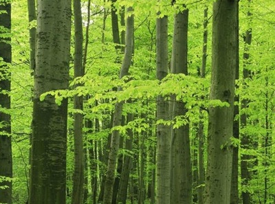Erdőink csodálatos hatással vannak ránk. Hirmagazin.eu