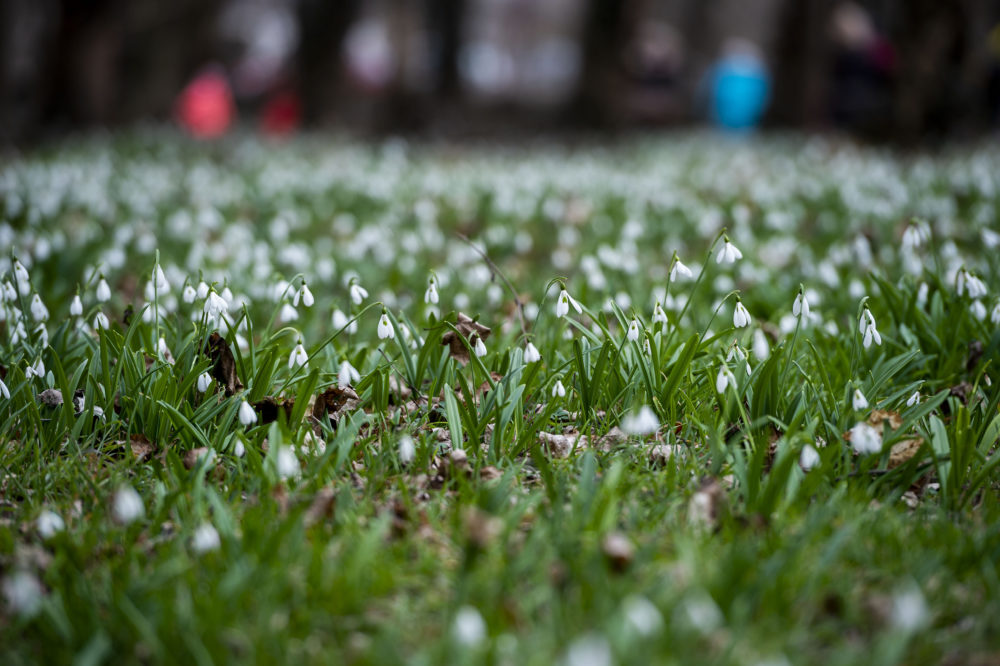 Kinyílt a sok ezernyi hóvirág az alcsúti arborétumban