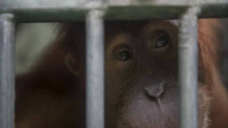 Normális Bedrogozott orangutánt próbált felcsempészni egy repülőre egy orosz férfi