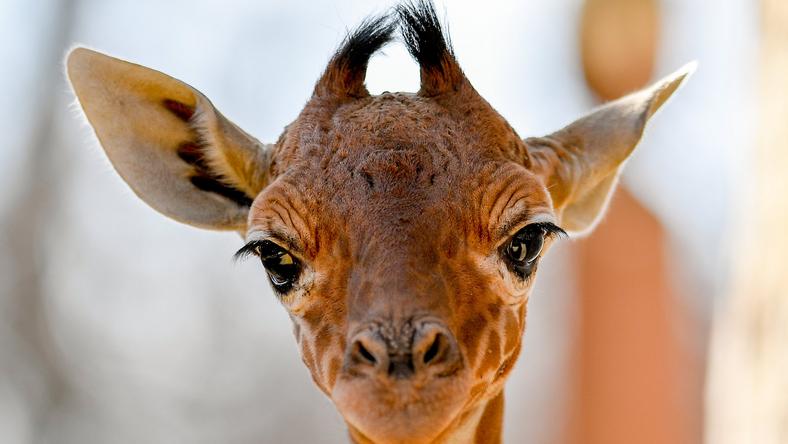 Zsiráf született a debreceni állatkertben - cuki fotó