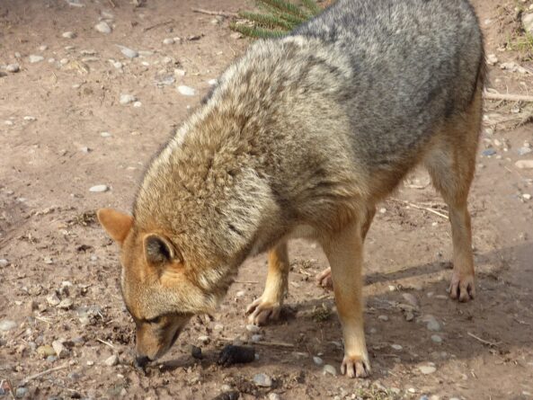 aranysakál a budakeszi vadasparkban, illusztráció, wikipedia,