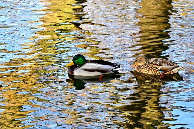 tőkés réce, hím és tojó, illusztráció, pixabay, jggrz képe