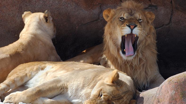 A természet visszavág felfalták az orvvadászt az oroszlánok, miután egy elefánt kivégezte