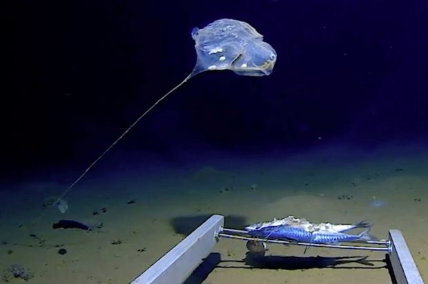 Elképesztő, mit találtak az Indiai-óceán mélyén, meglepődtek a kutatók