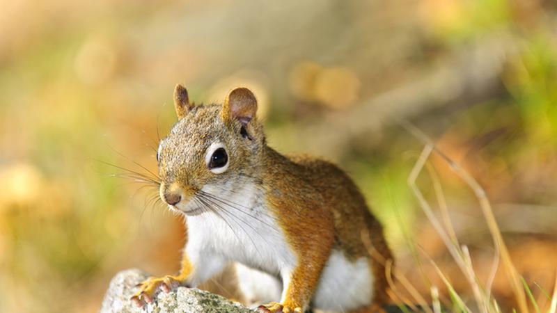 Hihetetlen, de igaz: kétségbeesetten kért segítséget a mókus egy nőtől – Ezért