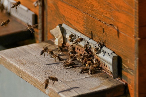 18 ezer magyar méhész helyzete válságos