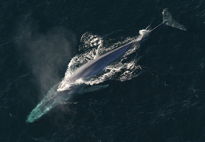 Tudtad, hogy a kék bálna a párosujjú patások rendjébe tartozik? – hanganyaggal – A kék bálna hangja