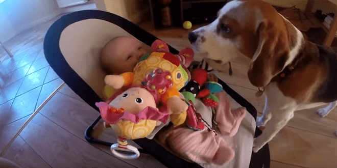 Így kér bocsánatot a kutya, amiért elvette a kisbaba játékát – szívmelengető érzés – videó