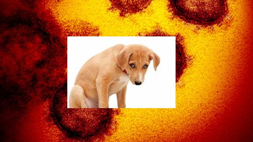 Természetvédelmi Osztály bejelentette: megtalálták az első koronavírussal fertőzött, háziállatként tartott kutyát. Hirmagazin.eu