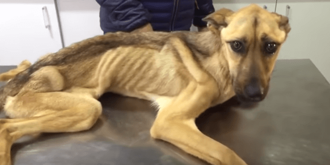 Illusztráció. Nyolc kutyát és két macskát mentettek meg a debreceni állatvédők egy szabolcsi faluból, ahol borzasztó körülmények között tartották az állatokat. Hirmagazin.eu