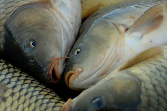 Pontyok. Pont a legfinomabb, másfél kg és 3 kg közötti példányok. A magyar hal ízletes, és EU-s igazolás szerint semmilyen szennyező anyagot nem tartalmaz. Hirmagazin.eu