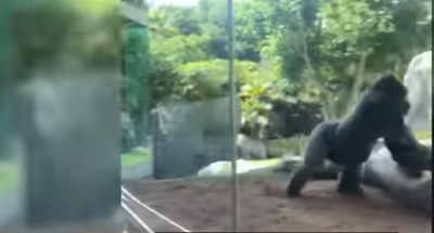 San Diego: Egyszer csak megvadult a békésnek hitt állatkerti gorilla. Hirmagazin.eu