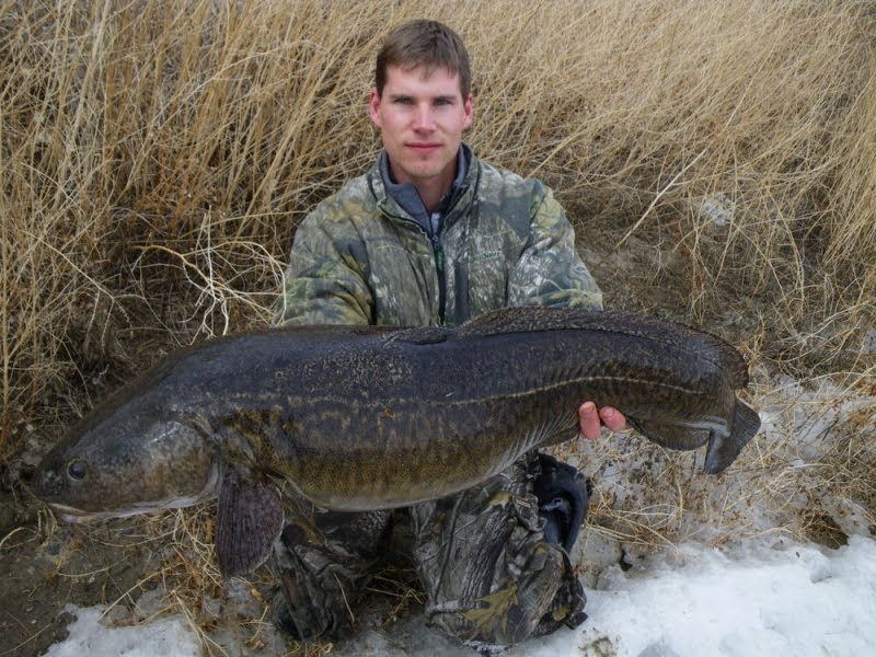 Kapitális menyhal. A szerencsés fiatalember 2019-ben, télen fogta ezt a világrekord halat Oroszországban. Hirmagazin.eu