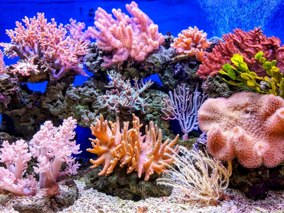 A világ korallzátonyainak fele már elpusztult, a többit most új módszerrel próbálják megmenteni..