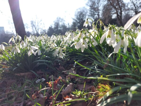 hóvirág-mező, illusztráció, a kép tulajdonosa bognár géza