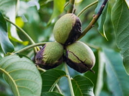branches with still green walnuts on a walnut