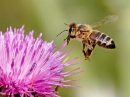 1200px honeybee landing on milkthistle02